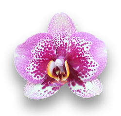 orchidee bloem